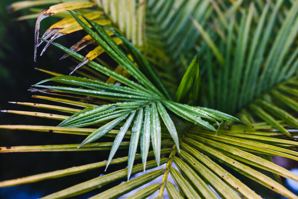 close-up van palmboom met druppels op de bladeren van tropische regen geschoten in een prachtige achtertuin op ondiepe scherptediepte - Foto, afbeelding