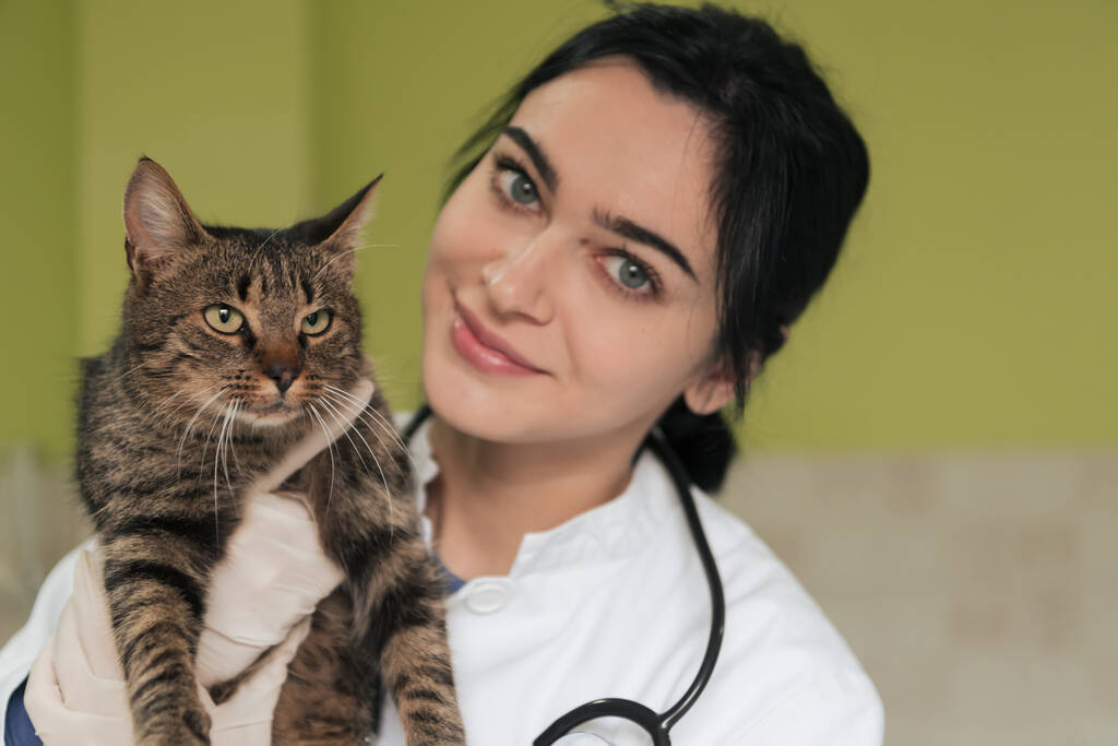 Κτηνιατρική κλινική. Γυναίκα γιατρός πορτρέτο στο νοσοκομείο των ζώων εκμετάλλευση χαριτωμένο άρρωστη γάτα έτοιμη για κτηνιατρική εξέταση και θεραπεία  - Φωτογραφία, εικόνα