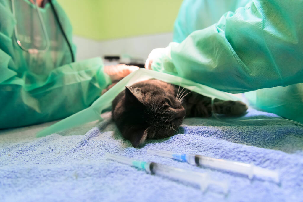 Oikea vatsaleikkaus kissalle sairaalassa. Laadukas kuva - Valokuva, kuva