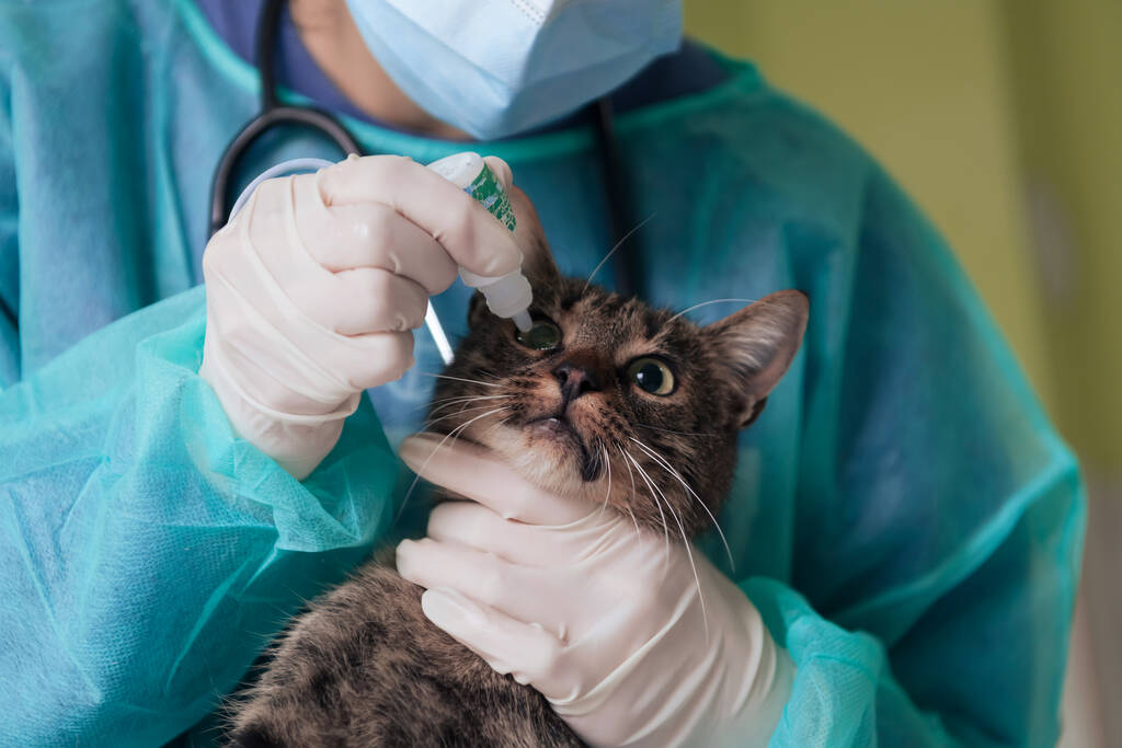 Eläinklinikka. Naiskirurgi tai lääkäri eläinsairaalassa valmistelee söpöä sairasta kissaa leikkaukseen, laittaa tippoja kissan silmiin suojaamaan hoidon aikana. - Valokuva, kuva