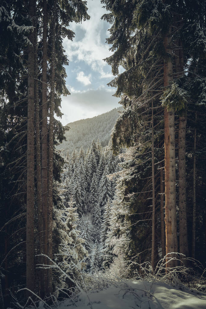 Χειμερινό δάσος στα βουνά - Φωτογραφία, εικόνα