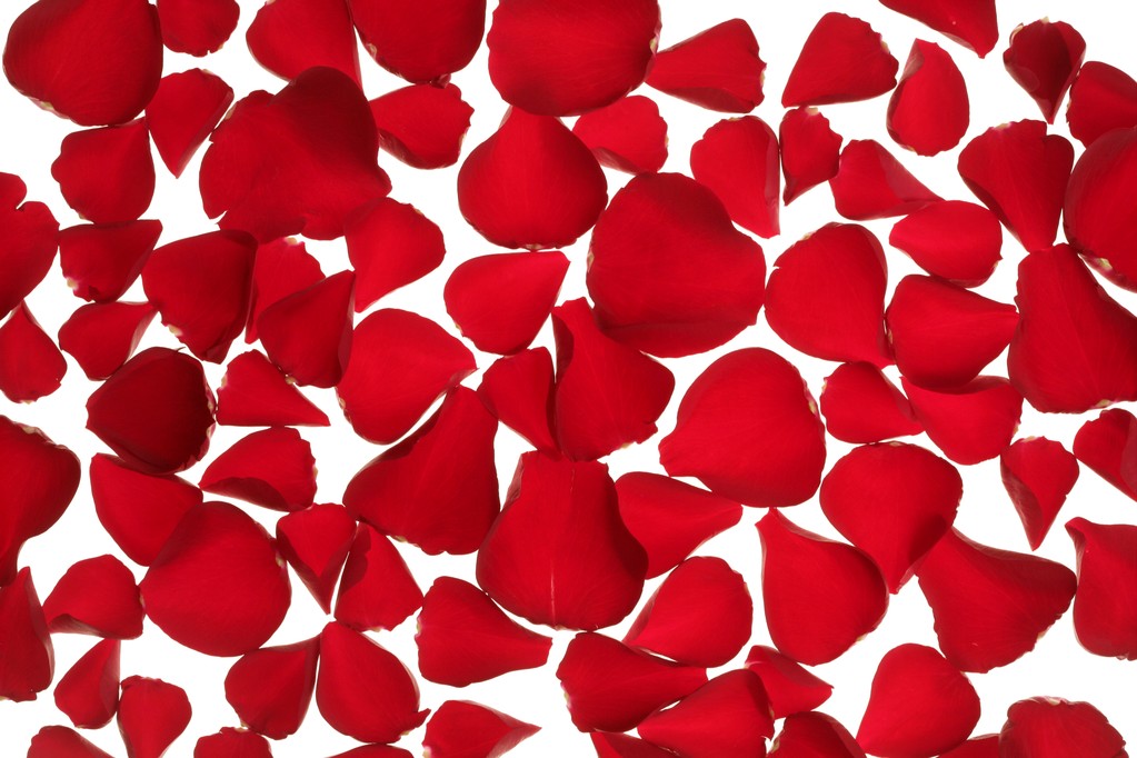 petali di rosa rosso texture sfondo
 - Foto, immagini