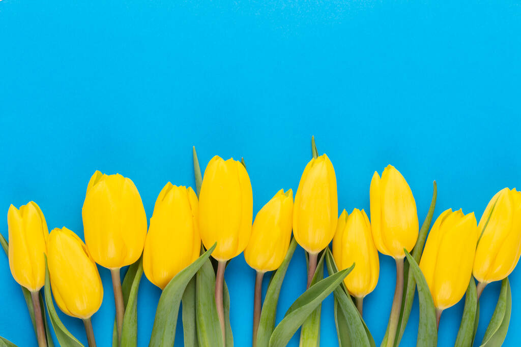 Žluté tulipány na modrém pozadí. - Fotografie, Obrázek