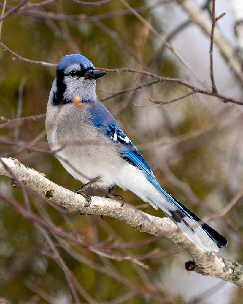 Blue Jay ptak siedzący na gałęzi z rozmytym tle w swoim otoczeniu i siedlisku otaczającym wyświetlające niebieskie pióro upierzenie. - Zdjęcie, obraz