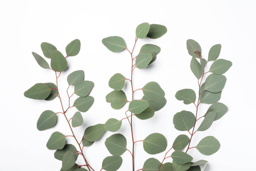 Eucalyptus κλαδιά με φρέσκα φύλλα σε λευκό φόντο, πάνω όψη - Φωτογραφία, εικόνα