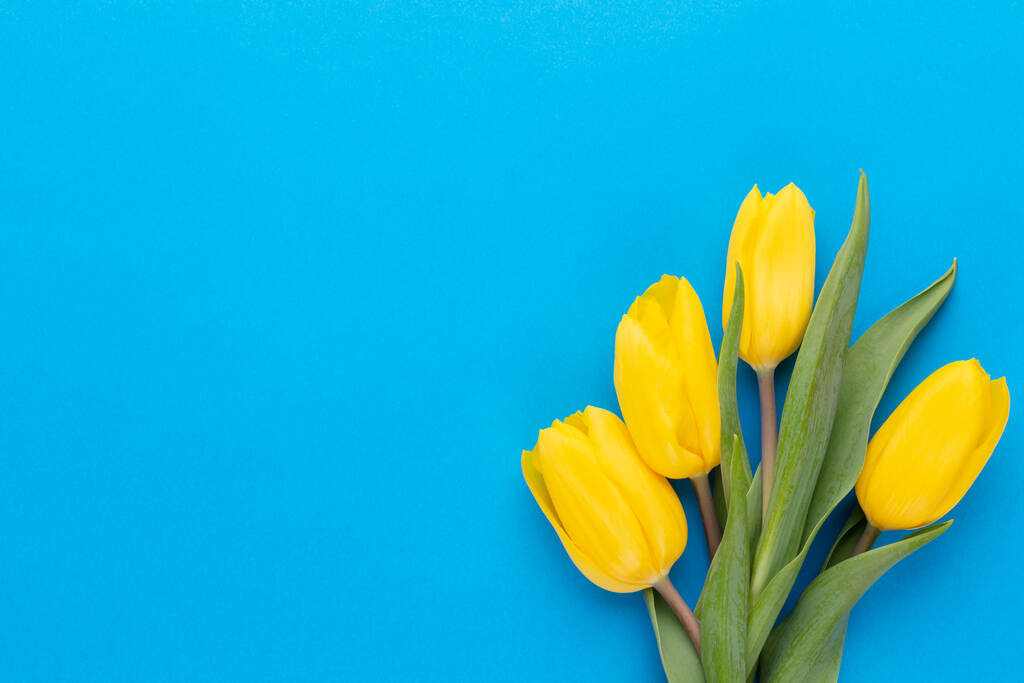 Tulipanes amarillos sobre el fondo azul. - Foto, Imagen