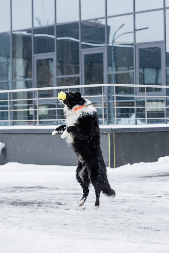 Прикордонна колі стрибає під час гри з м'ячем на вулиці взимку
  - Фото, зображення