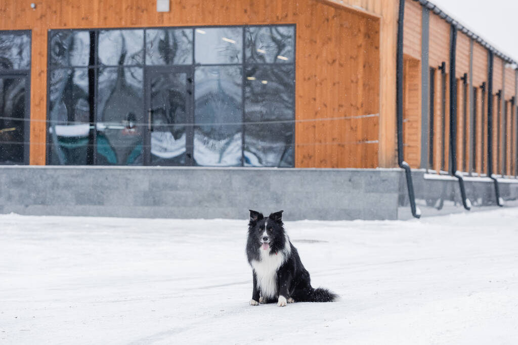 Border collie looking at camera while sitting on snow near building on urban street  - Photo, Image