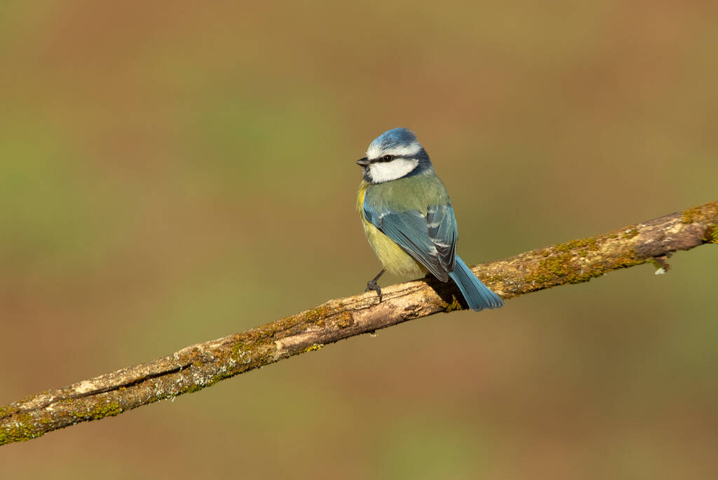 Blue tit with the first light of the morning in an oak forest on a cold and cloudy winter morning - Zdjęcie, obraz