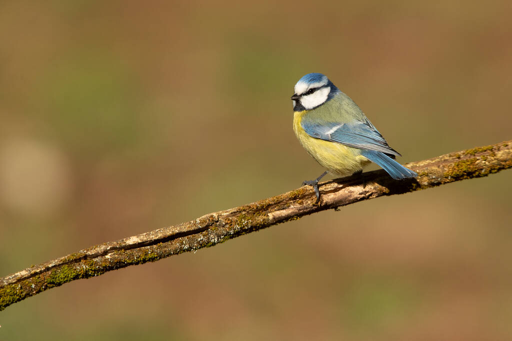 Blue tit with the first light of the morning in an oak forest on a cold and cloudy winter morning - Foto, immagini