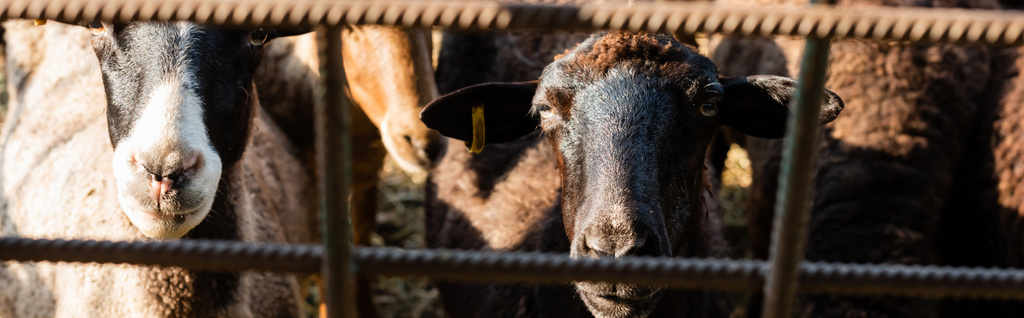 manada de ovejas detrás de valla metálica en la granja, bandera - Foto, imagen