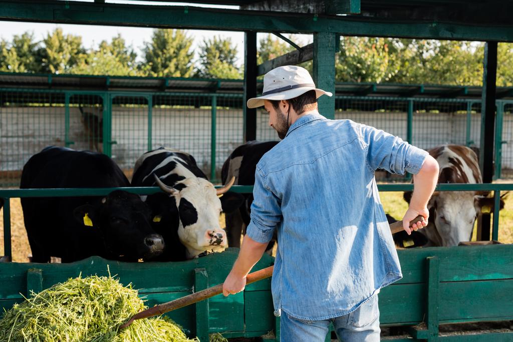 visão traseira do agricultor em roupas de ganga e chapéu de aba empilhando feno perto de vaqueiro - Foto, Imagem