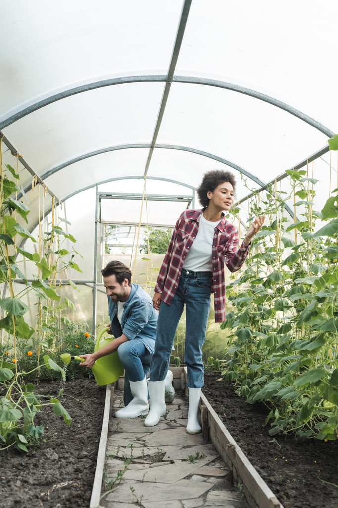 agricultor afro-americano inspecionando plantas próximas a colega com regador em casa de vegetação - Foto, Imagem