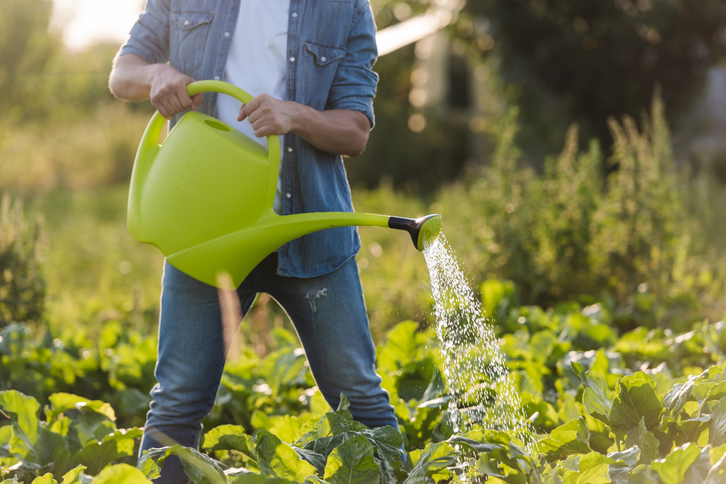 cropped view of farmer watering green plants in garden - Photo, Image