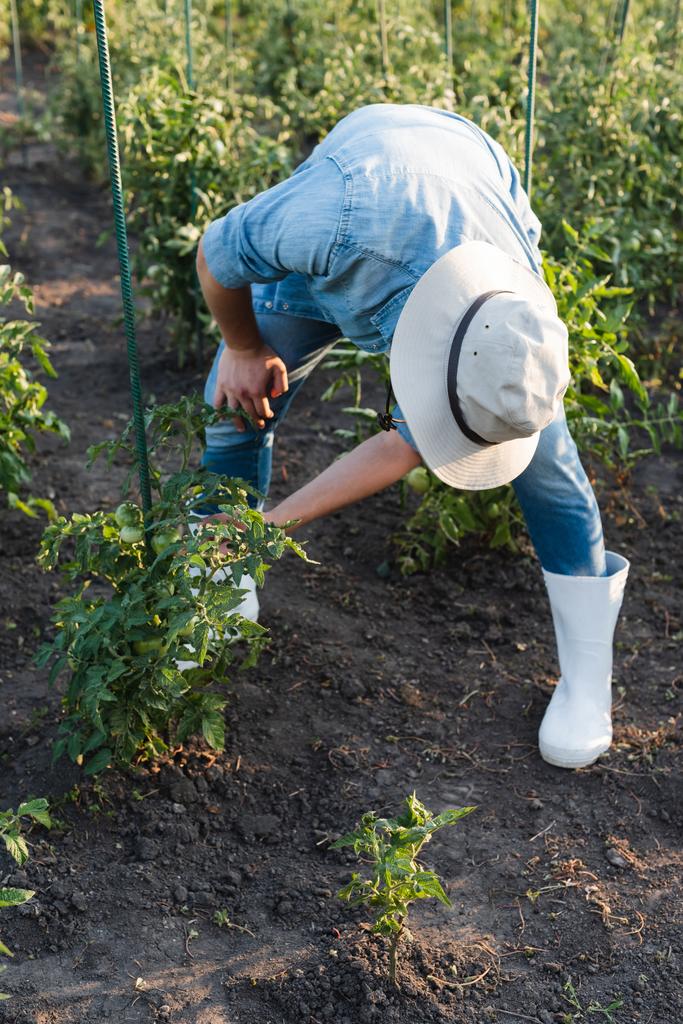agricultor em chapéu de aba e botas de borracha verificando plantas de tomate - Foto, Imagem