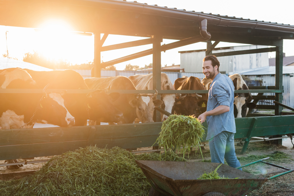 fermier souriant déchargeant du foin près des vaches en stalle - Photo, image