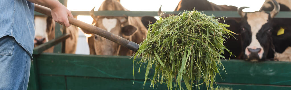 обрізаний вид фермера, що тримає сіно біля розмитого коров'ячого саду, банер
 - Фото, зображення