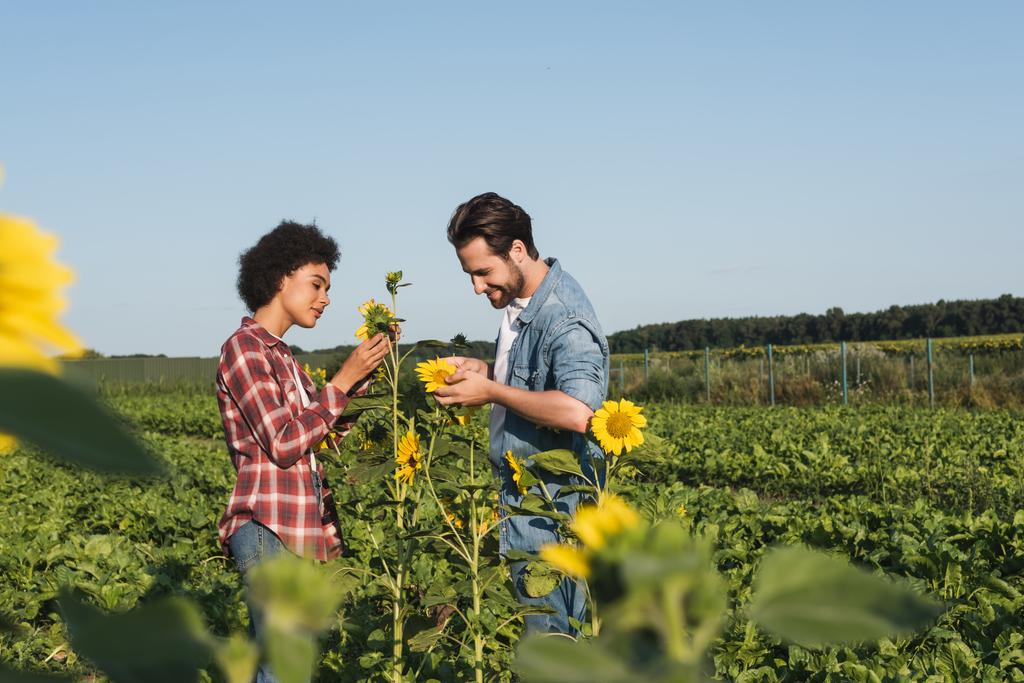 side view of young multiethnic farmers looking at yellow sunflowers in green field - Photo, Image