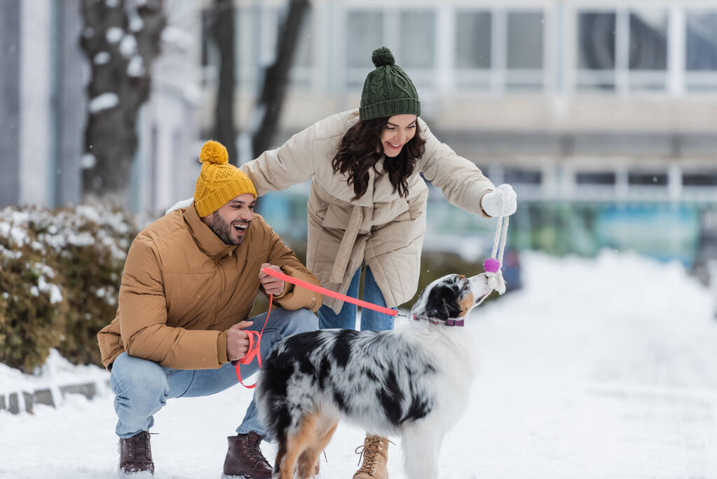 冬のジャケットと帽子の幸せな若いカップルの完全な長さオーストラリアの羊飼いの犬と遊んで - 写真・画像