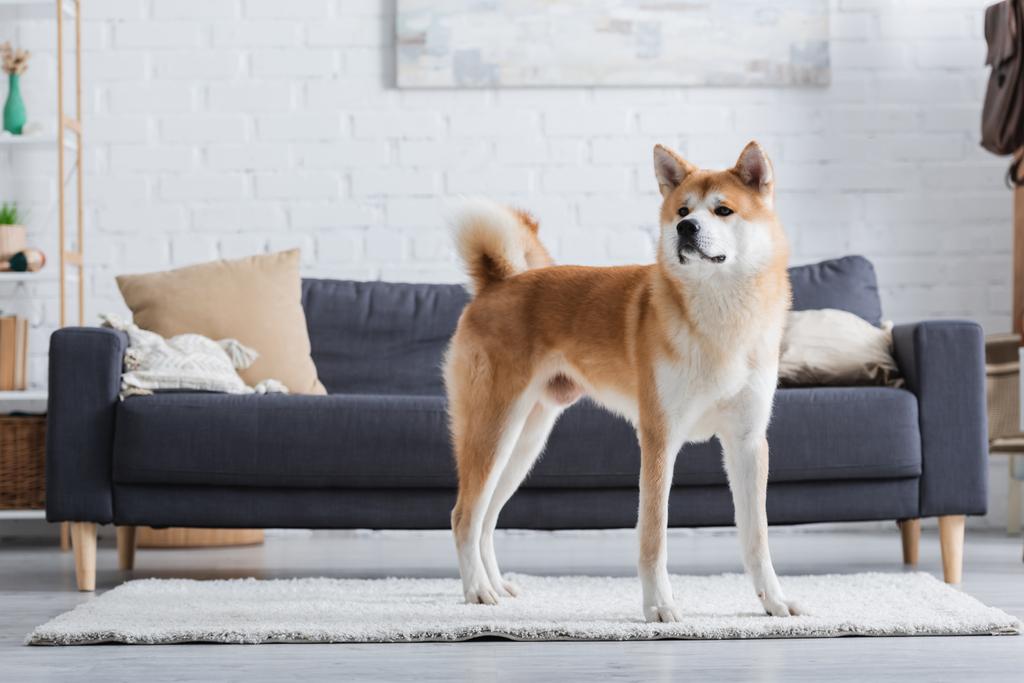 Собака акита-ину стоит на ковре в современной гостиной - Фото, изображение