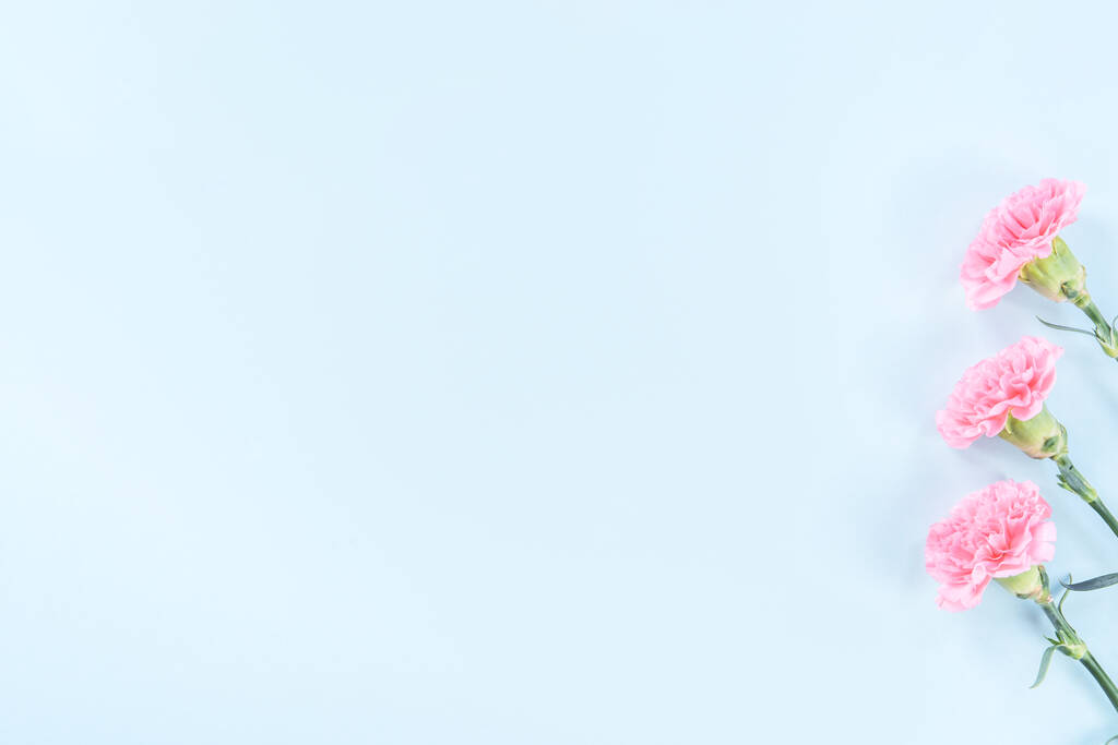 Bella fioritura garofani rosa isolati su sfondo blu chiaro brillante, spazio copia, piatto laici, vista dall'alto, mock up, può madri idea idea giorno concept fotografia - Foto, immagini