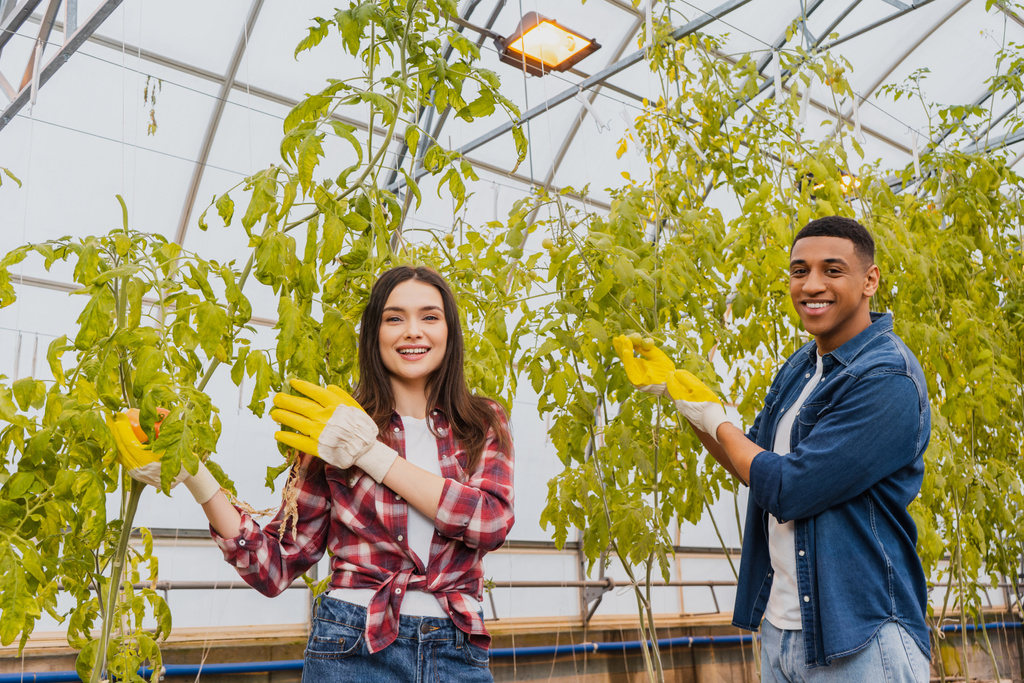 Agricultores interracial positivos en guantes parados cerca de plantas en invernadero  - Foto, imagen