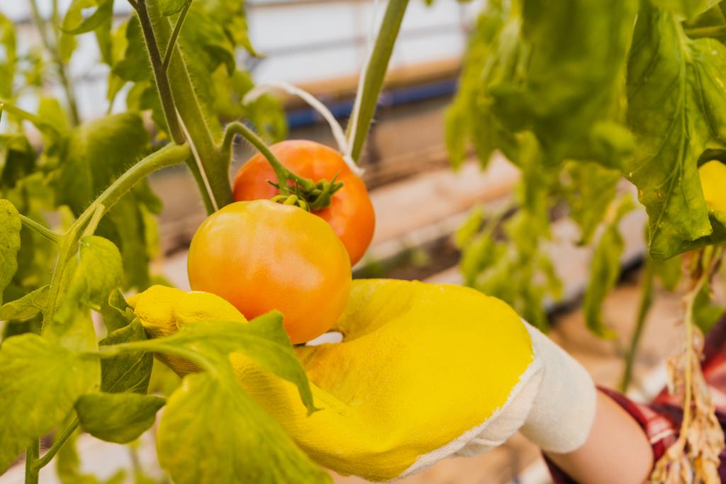 Ausgeschnittene Ansicht eines Bauern im Handschuh, der Tomaten im Gewächshaus berührt  - Foto, Bild