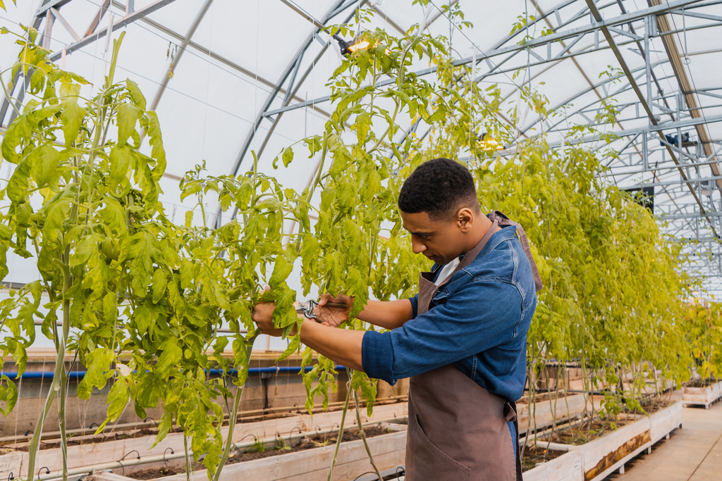 African american farmer cutting plant in greenhouse  - Photo, Image