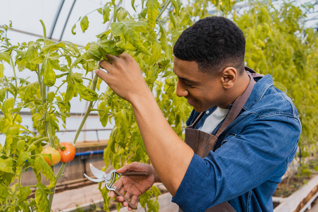 Sonriente agricultor afroamericano sosteniendo tijeras de podar cerca de la planta en invernadero  - Foto, imagen