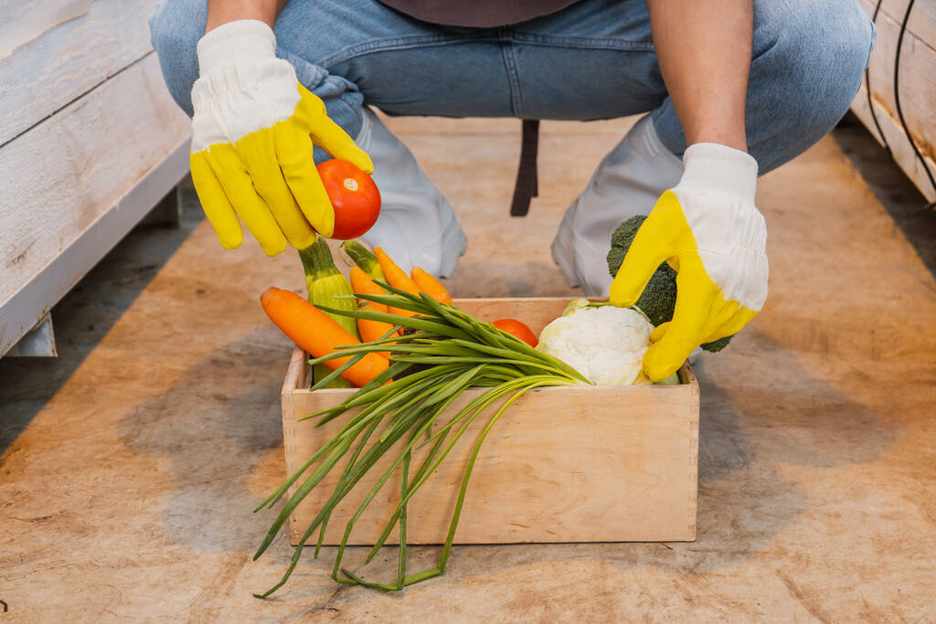 アフリカ系アメリカ人の農家が、新鮮な野菜を入れた手袋を温室内に置いている姿を切り取ったもの。  - 写真・画像