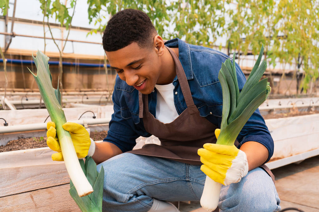 agricultor afroamericano en delantal tenencia puerro en invernadero  - Foto, imagen