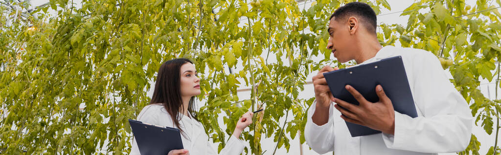 Мультиэтнические лаборанты держат планшеты возле растений в теплице, баннер  - Фото, изображение