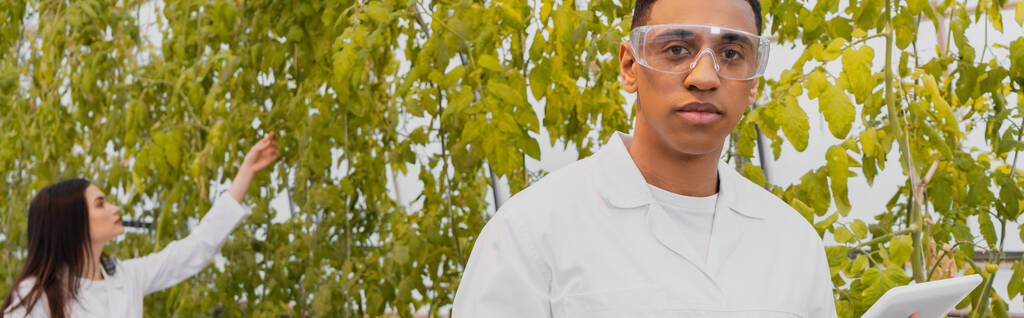 Αφροαμερικανός βοτανολόγος σε γυαλιά και λευκό παλτό κρατώντας ψηφιακή ταμπλέτα στο θερμοκήπιο, πανό  - Φωτογραφία, εικόνα