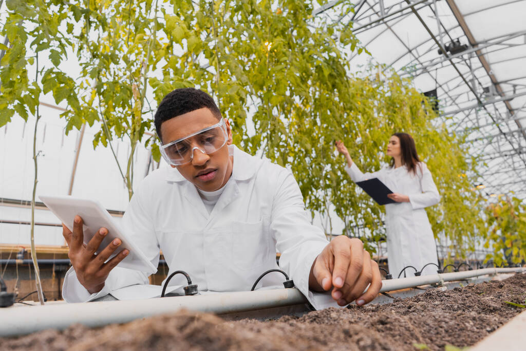 Botánico afroamericano con gafas que sostienen tableta digital y tocan tierra en invernadero  - Foto, imagen