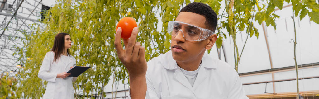 Botánico afroamericano con gafas sosteniendo tomate cerca de colega borroso en invernadero, pancarta  - Foto, Imagen