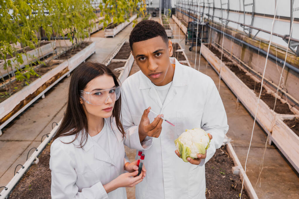 Interracial botanists holding test tubes, cauliflower and syringe in greenhouse  - Photo, Image