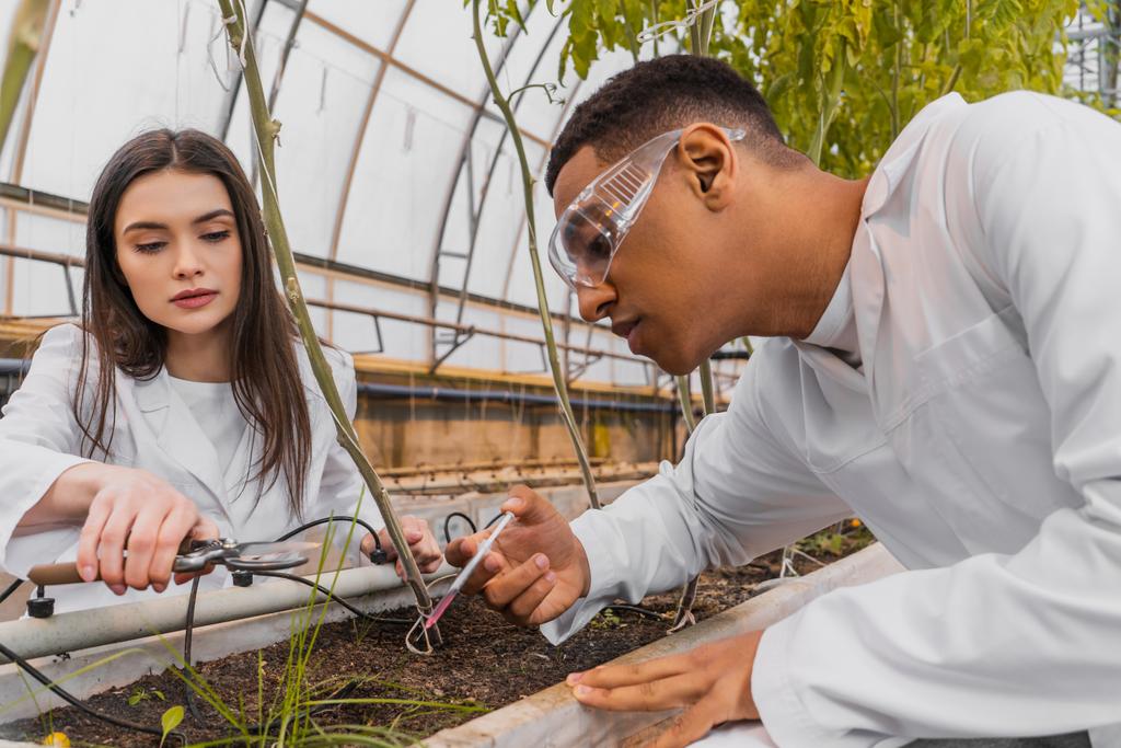 Africký americký botanik v brýlích drží stříkačku poblíž kolegy s nůžkami a rostlinami ve skleníku  - Fotografie, Obrázek