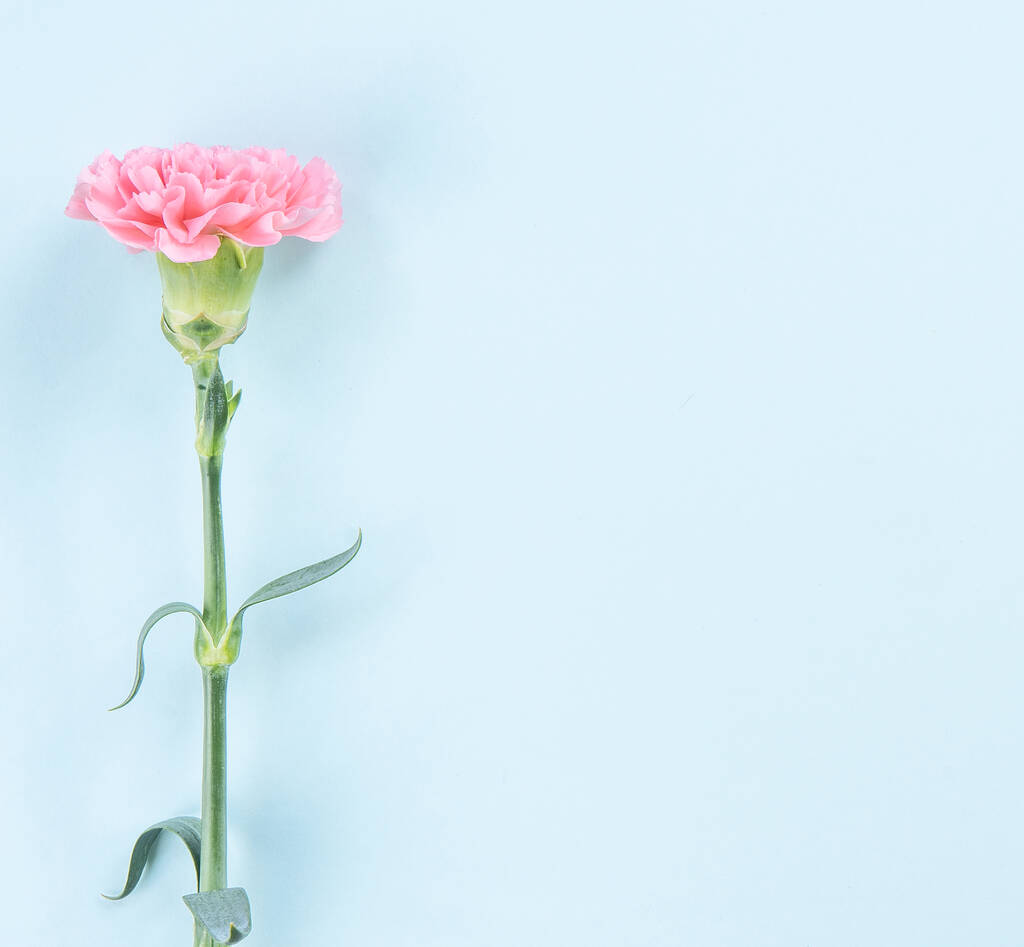 Hermosa flor fresca bebé rosa color tierno claveles aislados sobre fondo azul brillante, madre día gracias concepto de diseño, vista superior, plano laico, espacio de copia, primer plano, maqueta
 - Foto, Imagen