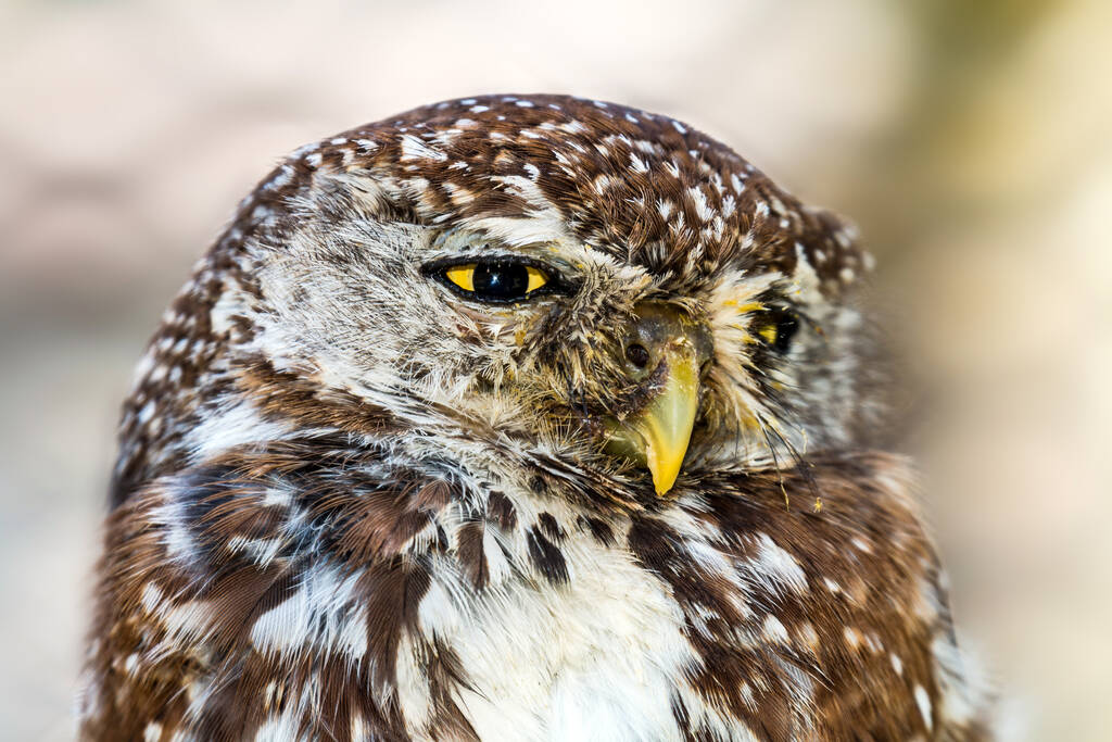 close-up van een mooie vogel - Foto, afbeelding
