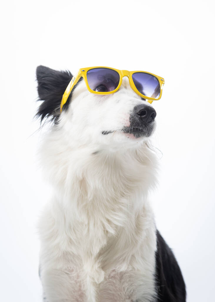 kutya napszemüveg fehér háttér - Fotó, kép