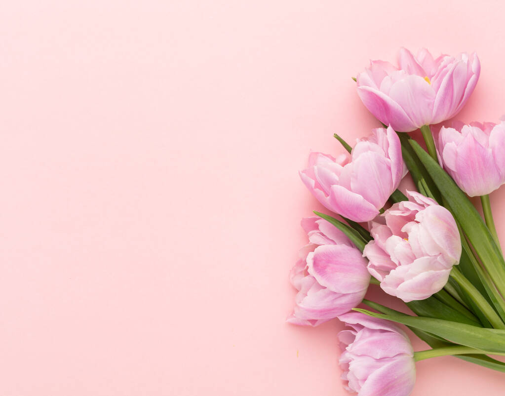 Fleurs de tulipes roses sur fond pastel. - Photo, image