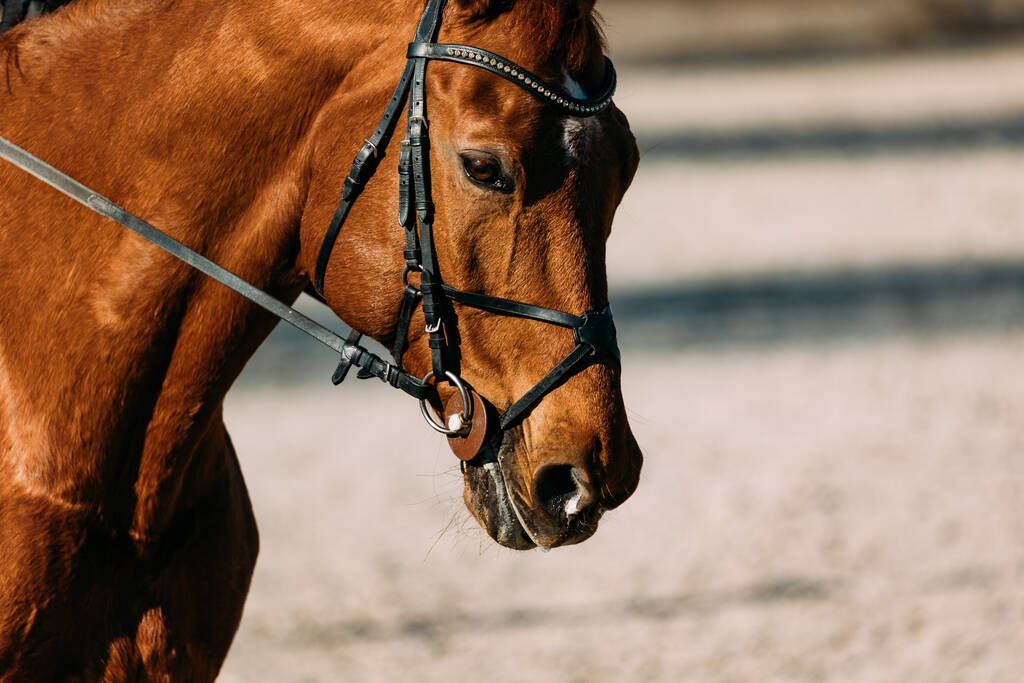 lähikuva ruskea hevonen
 - Valokuva, kuva