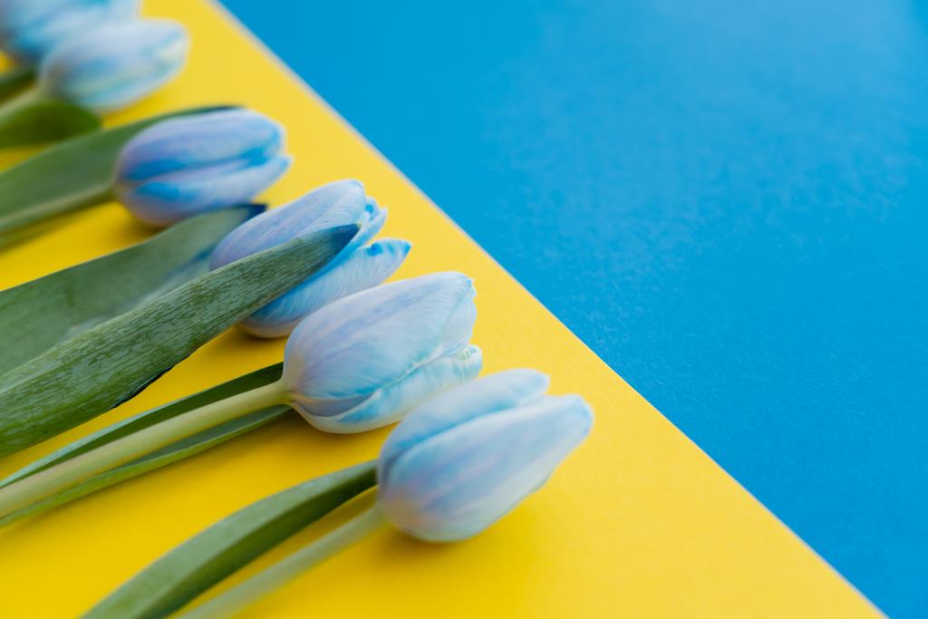 Close-up vista de tulipas azuis na bandeira ucraniana - Foto, Imagem