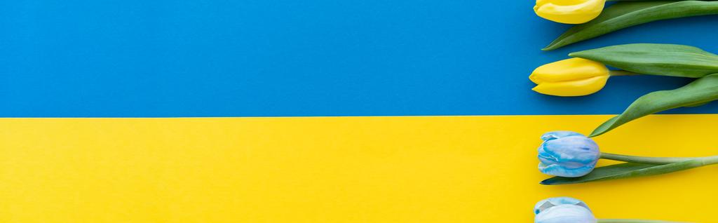 Top view of yellow and blue flowers on ukrainian flag, banner  - Photo, Image