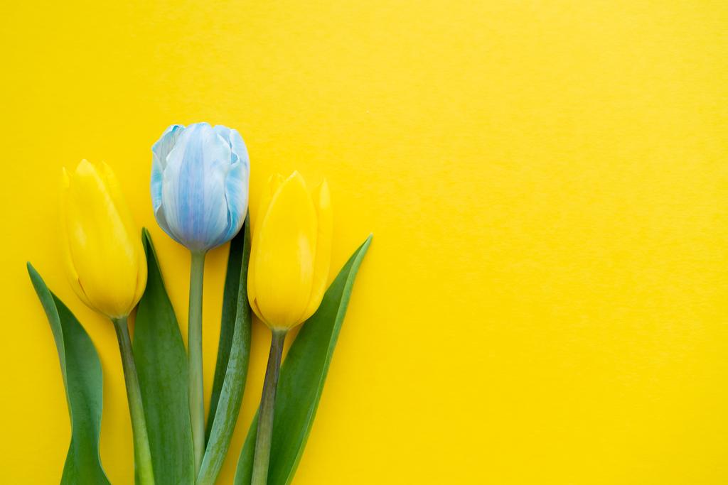 Κάτοψη μπλε και κίτρινες τουλίπες σε φόντο με χώρο αντιγραφής - Φωτογραφία, εικόνα