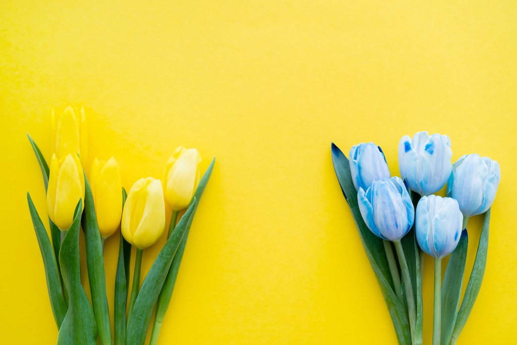 Вид сверху синих и желтых тюльпанов с листьями на заднем плане  - Фото, изображение