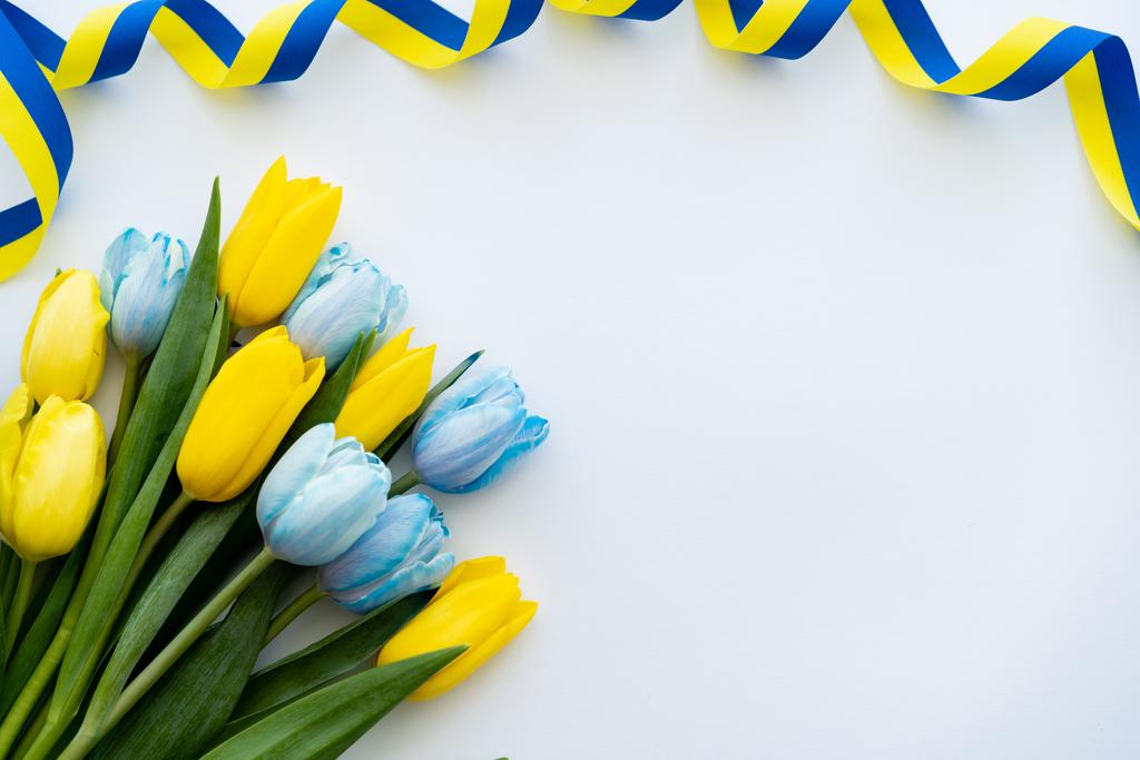 Top view of curly blue and yellow ribbon near tulips on white background  - Photo, Image