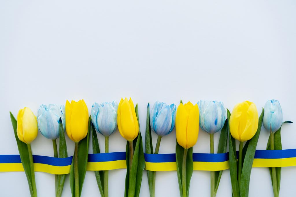 Draufsicht auf blaue und gelbe Tulpen und Band auf weißem Hintergrund  - Foto, Bild