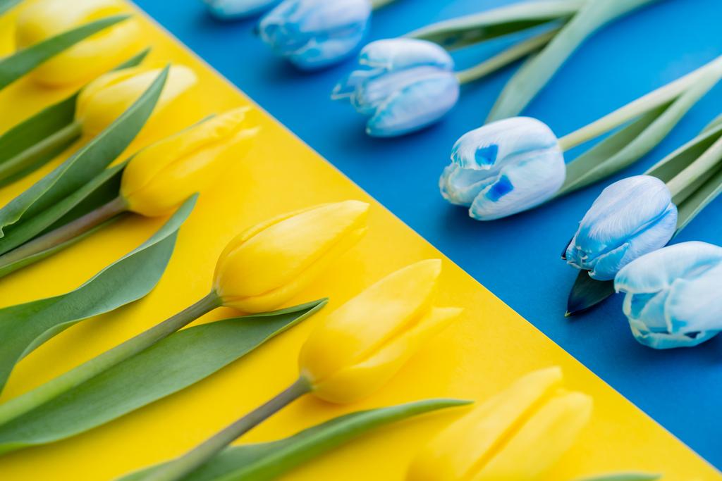 Vue rapprochée des rangées floues de tulipes sur le drapeau ukrainien - Photo, image