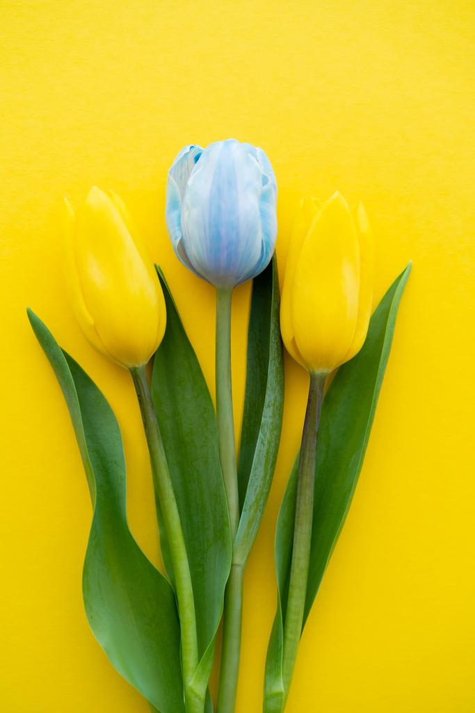 Vista superior del tulipán azul cerca de las flores sobre fondo amarillo  - Foto, imagen